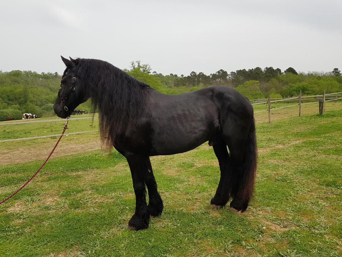 Gite Equestre Domaine Des Crins - Monpazier Capdrot Екстериор снимка