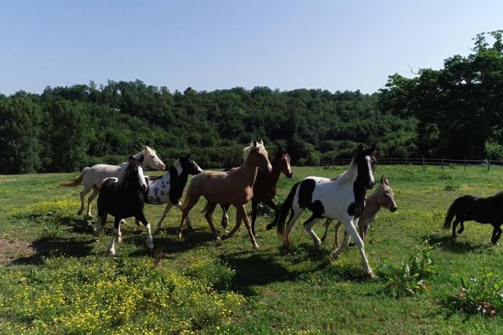 Gite Equestre Domaine Des Crins - Monpazier Capdrot Екстериор снимка